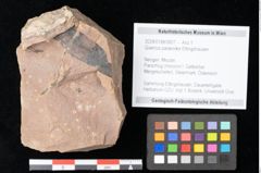 Foto (Objekt + Etikett) von Quercus palaeoilex Ettingshausen (NHMW-GEO-2024-0188-0807)